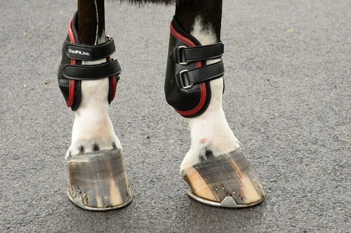 EquiFit AmpTeq Hind Boots With Color Binding 4 EquiFit AmpTeq Hind Boots With Color Binding - Image 4