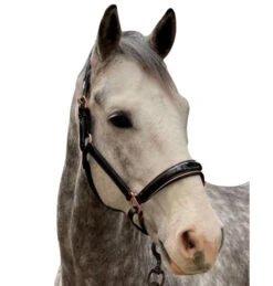 Halter Ego Aurelia Rose Gold Halter -Horse Supplies Store aurelia black pt rs gold halter ego 47724.1682994359