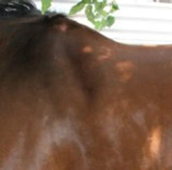 Circle Y Shoulder Bridge Pad 3/4" Or 1" -Horse Supplies Store circle y shoulder bridge pad 3 4 or 1 2 14872.1527884105