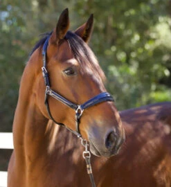 Halter Ego Copenhagen Navy Patent Halter -Horse Supplies Store copenhagen navy halter nv.pt navy side halter ego 41538.1682560513