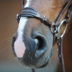 Kavalkade Levana Drop Noseband Bridle -Horse Supplies Store levana drop noseband bridle nose kavalkade 19037 57468.1555698688