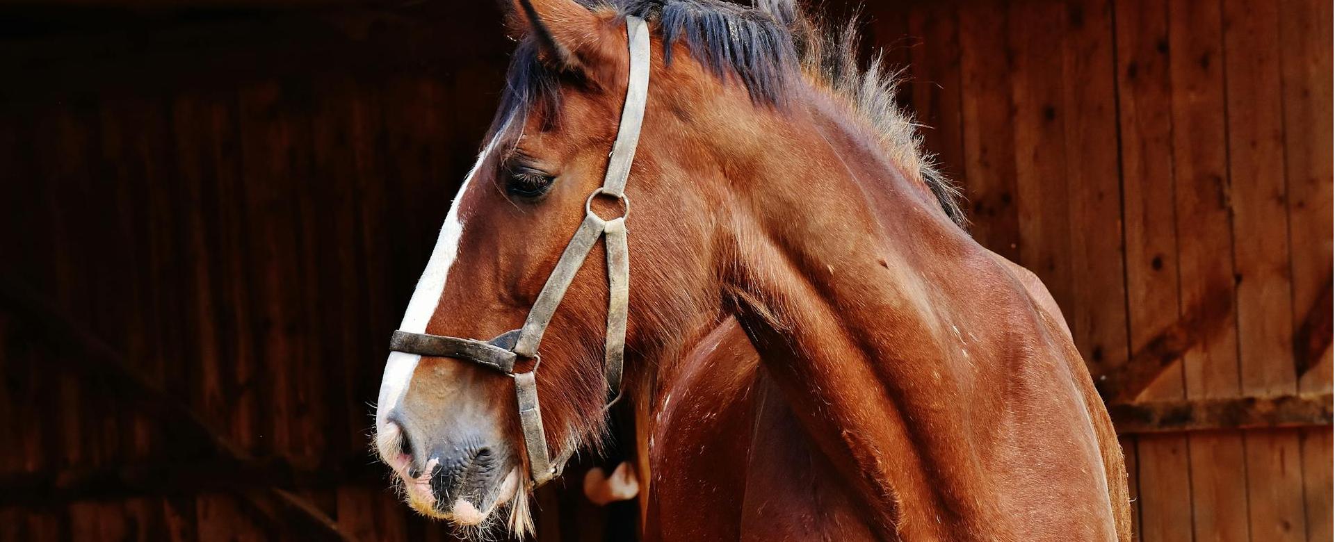 Horse Supplies Store -Horse Supplies Store pexels pixabay 208866